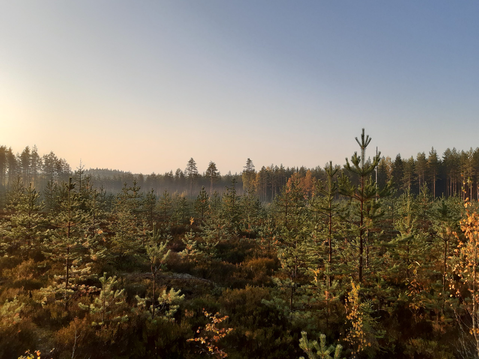 Rauhallinen mäntyharjulainen metsä auringonnousun aikaan, symboloiden sitä tyyneyttä ja kauneutta, joka odottaa sinua Survaalla. Kiitos varauksestasi!